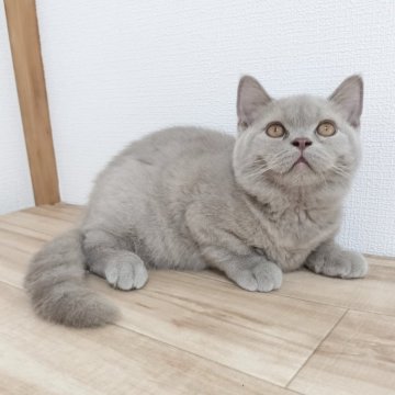 ブリティッシュショートヘア【三重県・男の子・2025年5月23日・ライラック（ショート）】の写真「祝4ヶ月記念価格！！体格の良い安心感抜群の男子です」