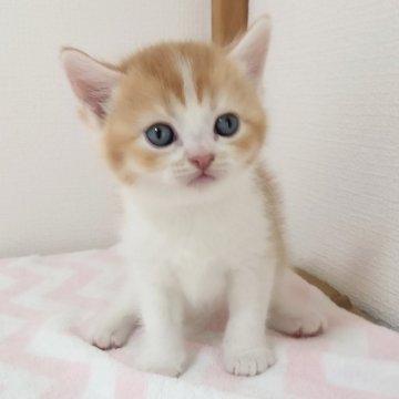 ブリティッシュショートヘア【三重県・男の子・2025年4月22日・レッド&ホワイト（ショート）】の写真「綺麗なレッドが多い丸顔君です😊」