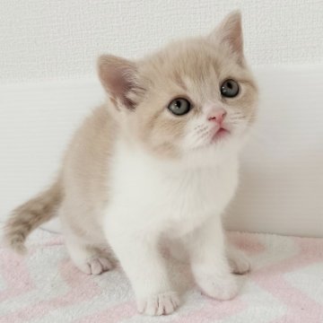 スコティッシュフォールド【三重県・女の子・2025年2月18日・クリームタビー&ホワイト（ショート）】の写真「人気のクリーム＆ホワイト」
