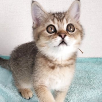 ブリティッシュショートヘア【三重県・男の子・2025年4月22日・ブラウンティックドタビー（ショート）】の写真「夏のお迎えフェアー実施中！特別価格にて掲載してます」
