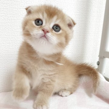 スコティッシュフォールド(折れ耳)【三重県・男の子・2025年4月19日・レッド&ホワイト（ショート）】の写真「お目玉パチクリの丸顔男子です。」