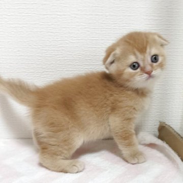 スコティッシュフォールド(折れ耳)【三重県・男の子・2025年4月19日・レッド&ホワイト（ショート）】の写真「お目玉パチクリの丸顔男子です。」