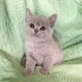 ブリティッシュショートヘア