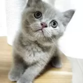 ブリティッシュショートヘア