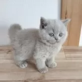 ブリティッシュショートヘア