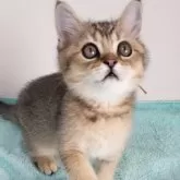 ブリティッシュショートヘア