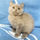 ブリティッシュショートヘア