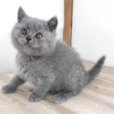 ブリティッシュショートヘア