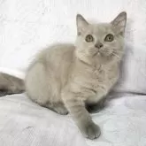 ブリティッシュショートヘア