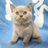ブリティッシュショートヘア