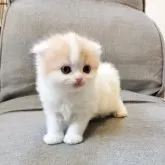 スコティッシュフォールド(折れ耳)【三重県・女の子・2025年2月6日・クリームタビー&ホワイト】の写真1