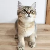 ブリティッシュショートヘア