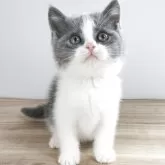 ブリティッシュショートヘア
