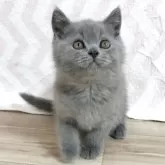ブリティッシュショートヘア