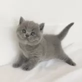 ブリティッシュショートヘア