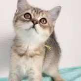 ブリティッシュショートヘア