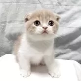 スコティッシュフォールド(折れ耳)
