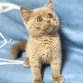 ブリティッシュショートヘア