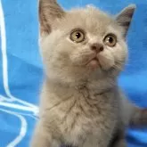 ブリティッシュショートヘア