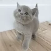 ブリティッシュショートヘア