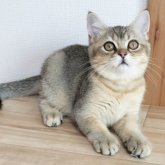 ブリティッシュショートヘア