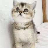 ブリティッシュショートヘア