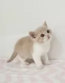 スコティッシュフォールド(立ち耳)【三重県・女の子・2025年2月18日・クリームタビー&ホワイト】の写真2