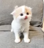 スコティッシュフォールド(折れ耳)【三重県・女の子・2025年2月6日・クリームタビー&ホワイト】の写真2