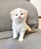 スコティッシュフォールド(折れ耳)【三重県・女の子・2025年2月6日・クリームタビー&ホワイト】の写真4