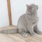 ブリティッシュショートヘア【三重県・男の子・2025年5月23日・ライラック】の写真6