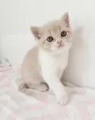 スコティッシュフォールド(立ち耳)【三重県・女の子・2025年2月18日・クリームタビー&ホワイト】の写真6