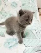 ブリティッシュショートヘア【三重県・女の子・2025年2月6日・ブルー】の写真9