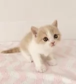 スコティッシュフォールド(立ち耳)【三重県・男の子・2025年2月18日・クリームタビー&ホワイト】の写真8