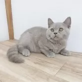 ブリティッシュショートヘア【三重県・男の子・2025年5月23日・ライラック】の写真8「ふてくされてるバージョン」