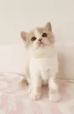 スコティッシュフォールド(立ち耳)【三重県・男の子・2025年2月18日・クリームタビー&ホワイト】の写真9
