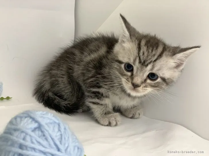 ID:2205-00908の子猫