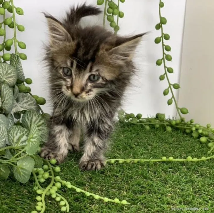 ID：2212-02064の子猫