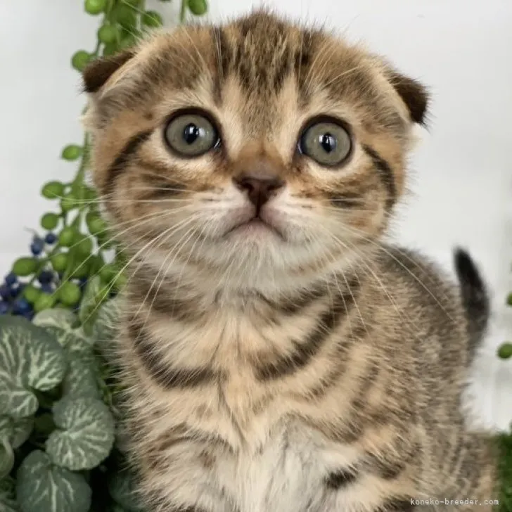 ID:2305-02553の子猫