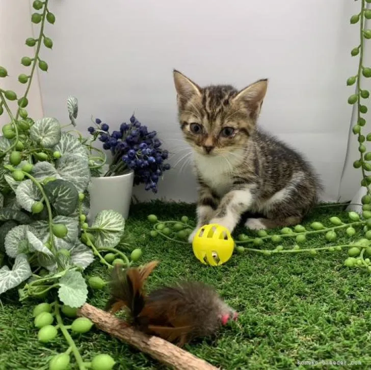 ID:2208-02486の子猫