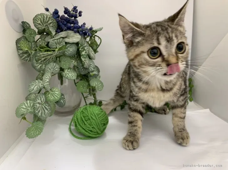 ID：2203-01219の子猫