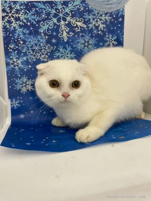 ID:2201-01096の子猫