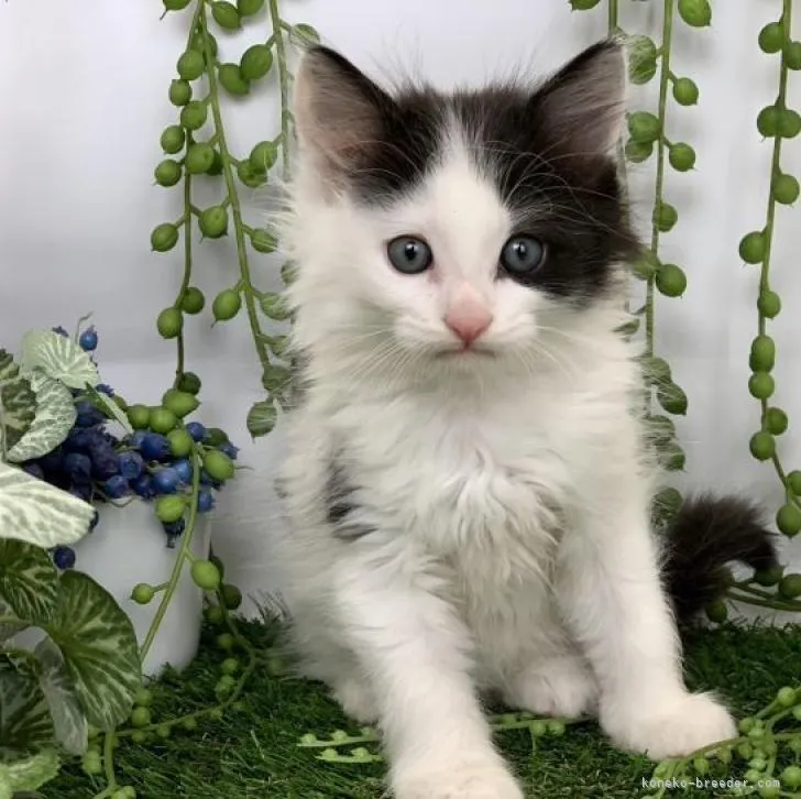 ID：2212-02066の子猫