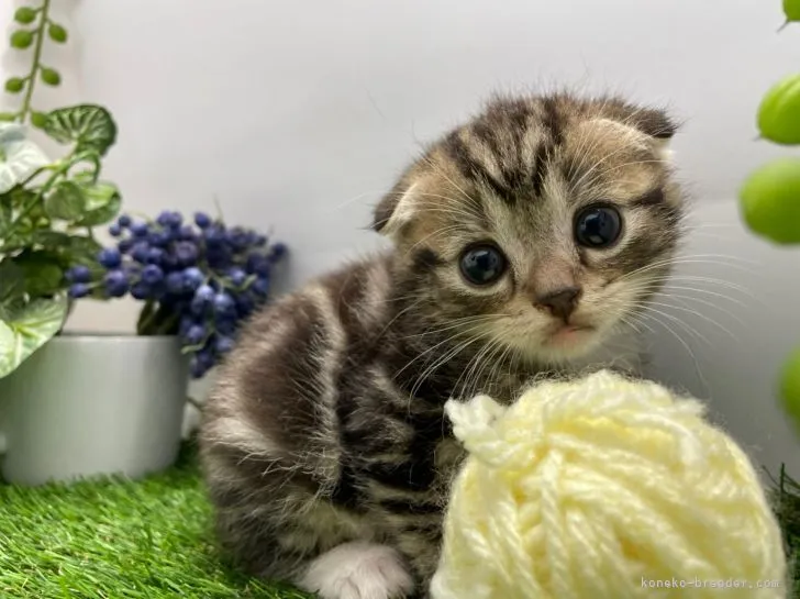 ID：2206-03234の子猫