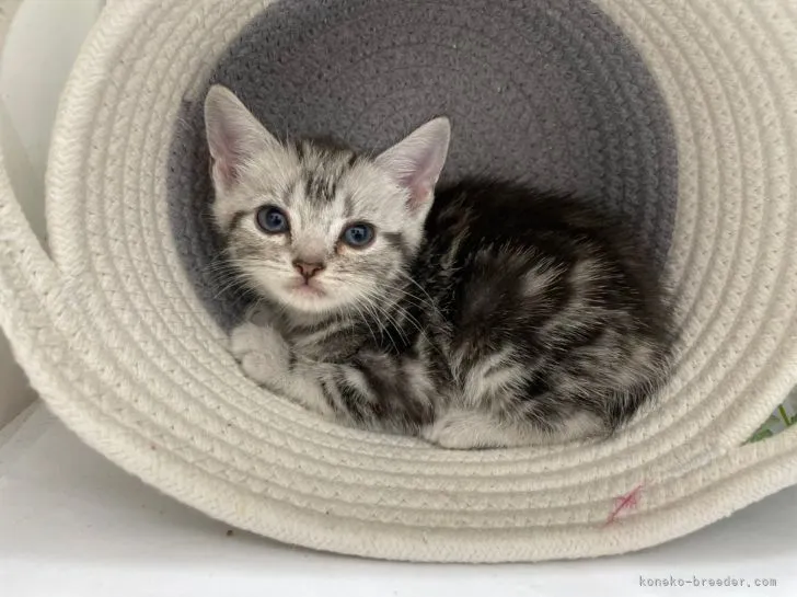 ID：2205-00909の子猫