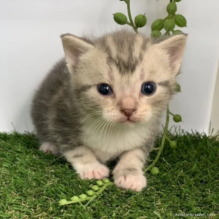 ID：2303-01292の子猫