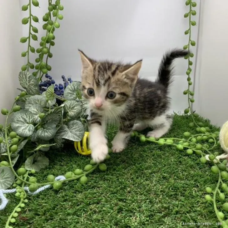 ID:2210-00281の子猫