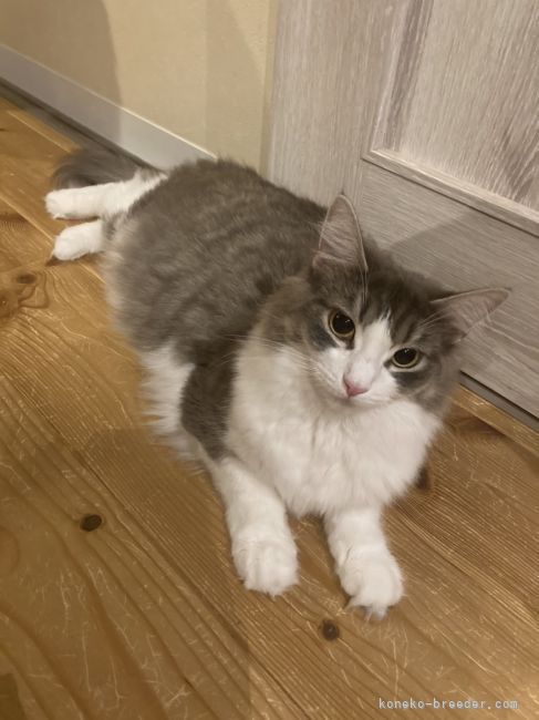ノルウェージャンフォレストキャット【・女の子・2021年1月24日・ブルータビー＆ホワイト】