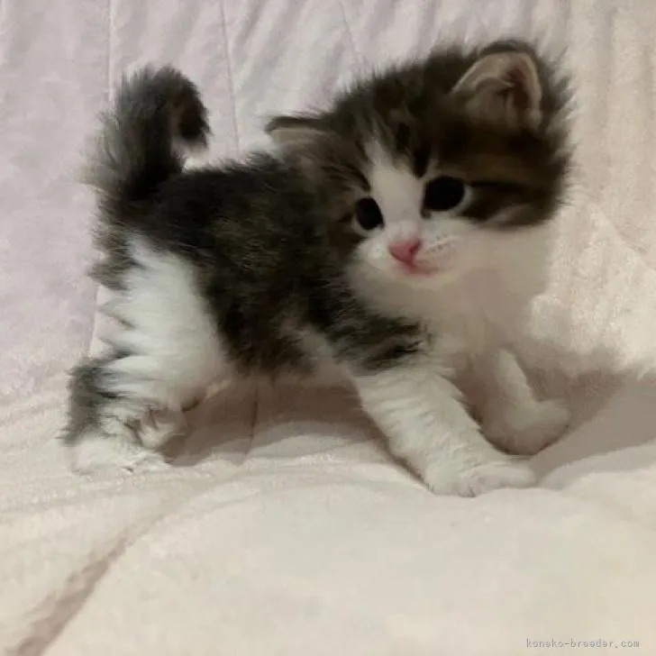 ID:2210-02305の子猫