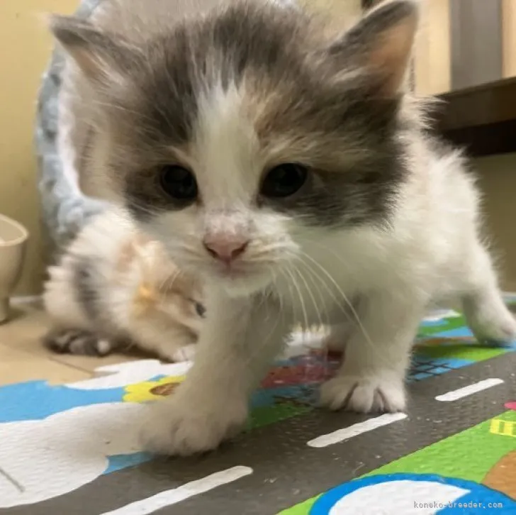 ID：2311-01739の子猫