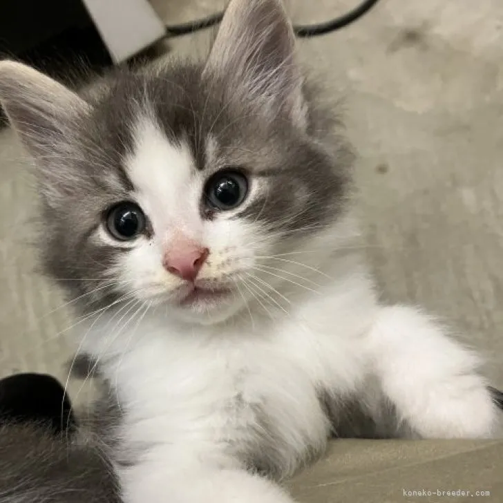 ID：2307-00772の子猫